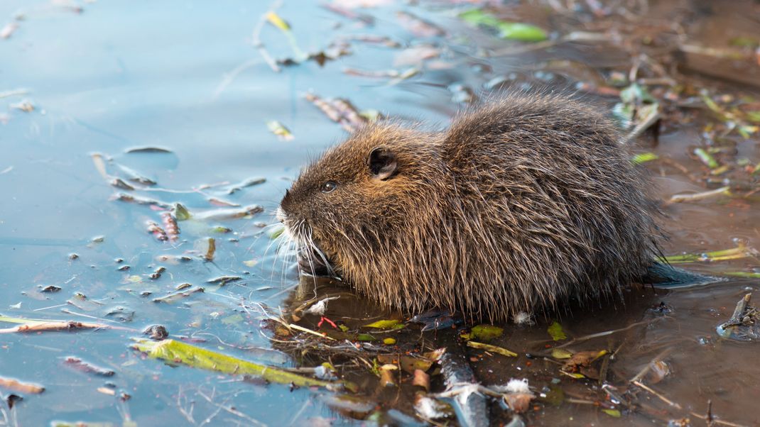 Nutrias haben im Gegensatz zu Bisamratten weiße Schnurrhaare und größere Ohren. 