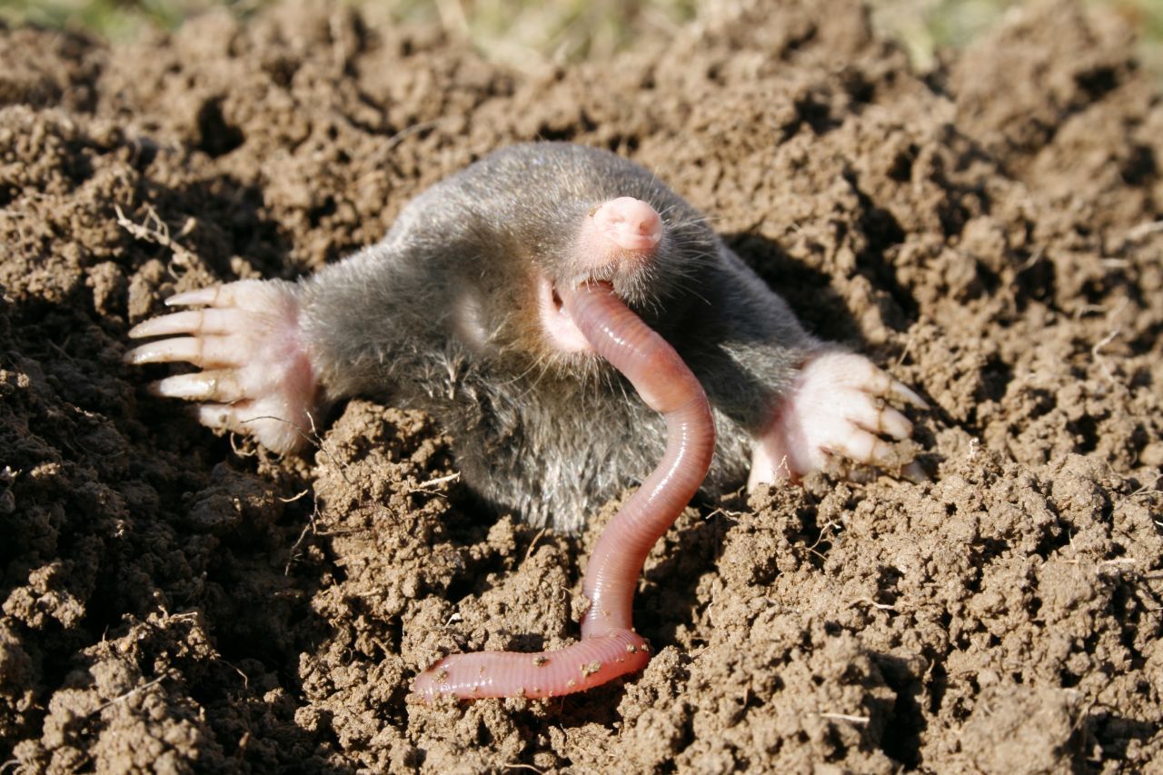 Ein Maulwurf frisst einen Regenwurm. Die Tiere müssen sehr viel Nahrung zu sich nehmen.