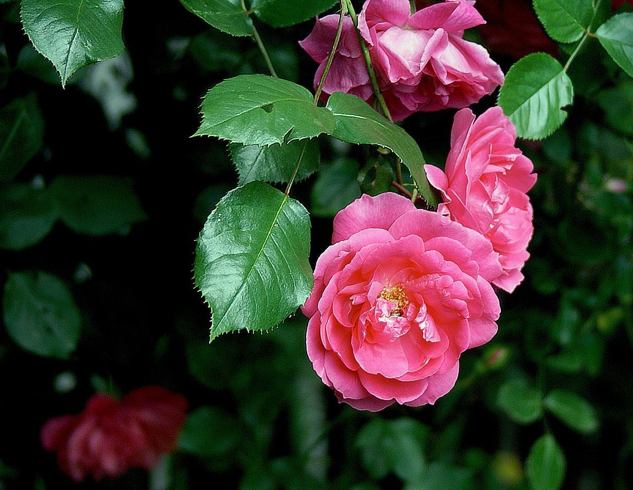 Rosen umpflanzen Wann und wie? SAT.1 Ratgeber