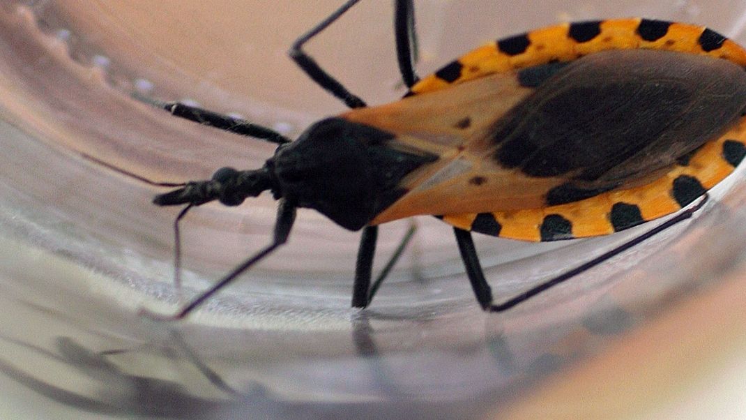 Die Kusswanze wird in den USA zum Problem.