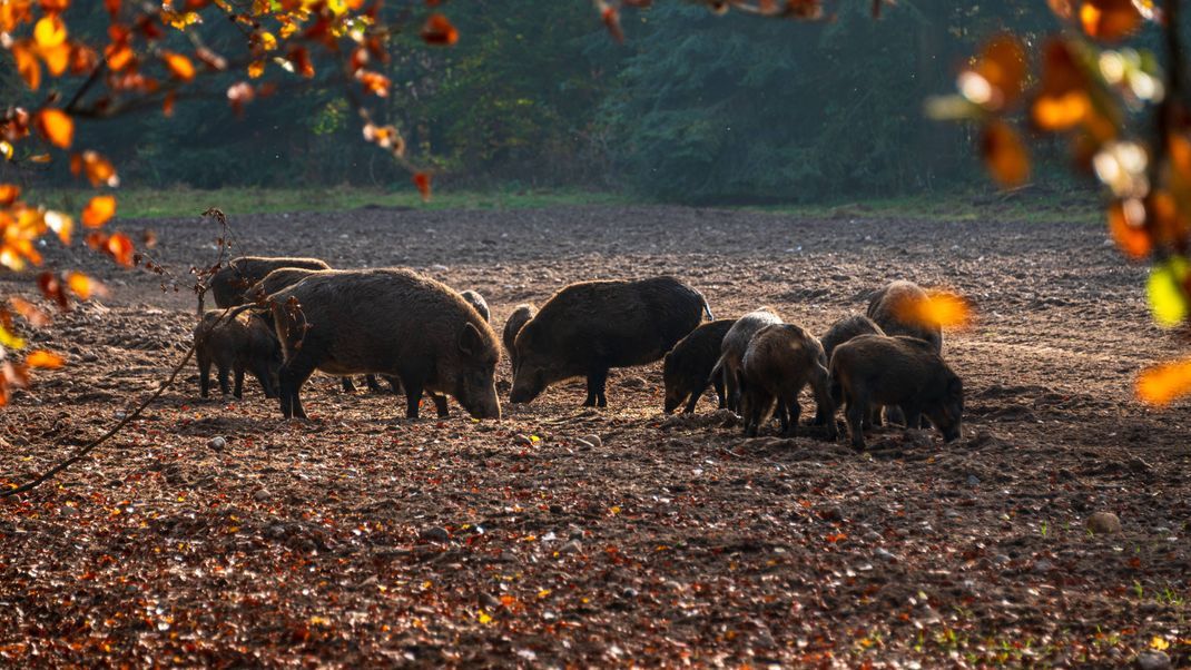 Eine Rotte Wildschweine auf einer Waldlichtung.