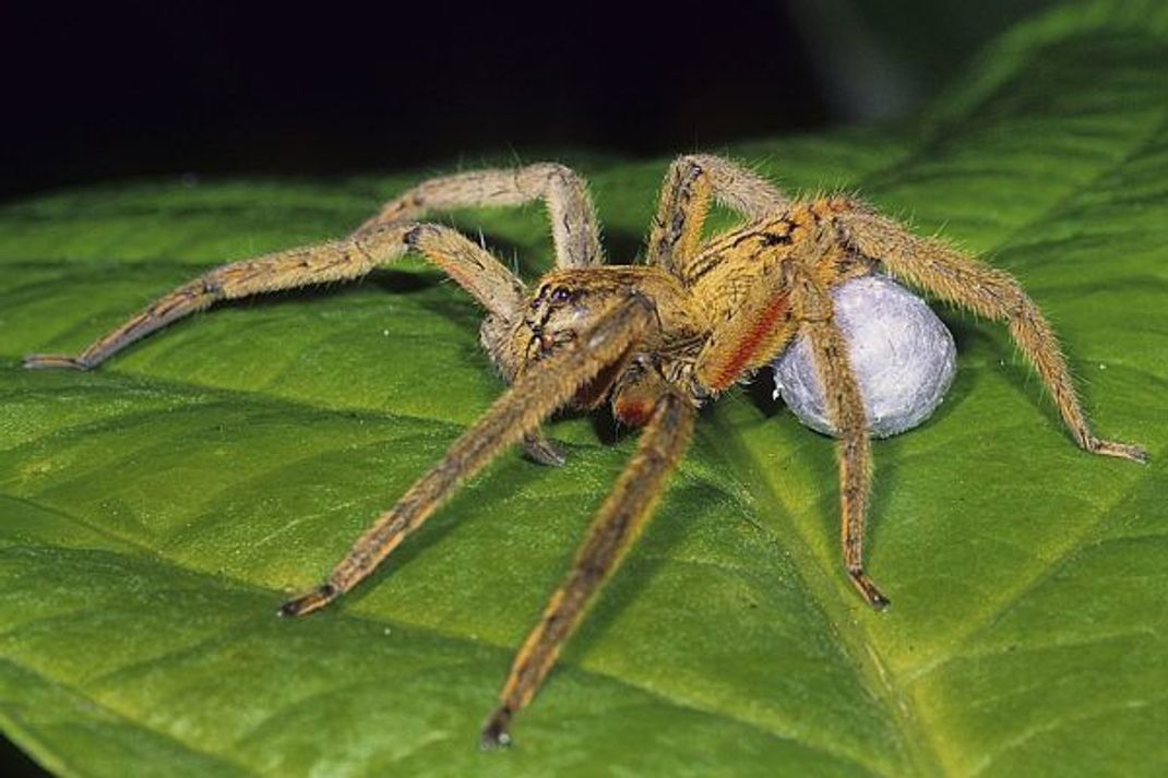 Eine Spinne der Art Cupiennius getazi mit einem Ei-Ball.