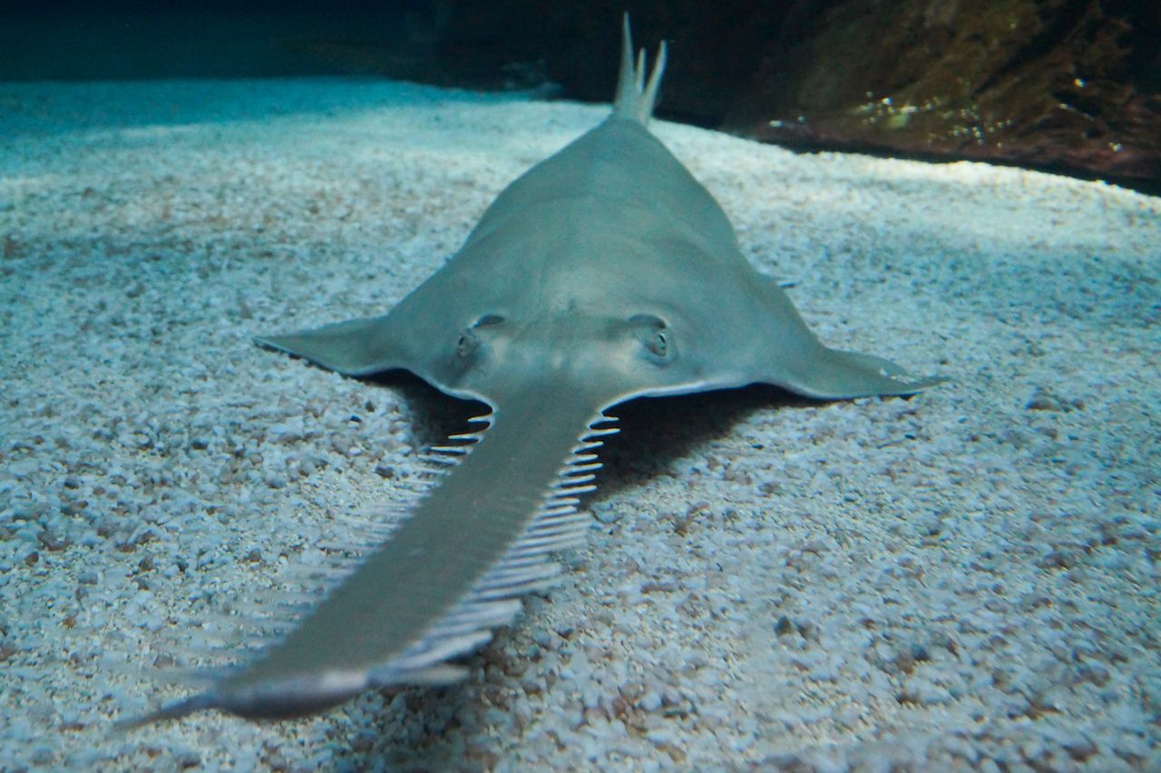 Die Säge, die wie eine überlange Schnauze aussieht, benutzt der Sägerochen als Waffe. Er stößt damit in Fischschwärme und bewegt sie in Sekundenschnelle hin-und her. So spießt er seine Beute auf. 