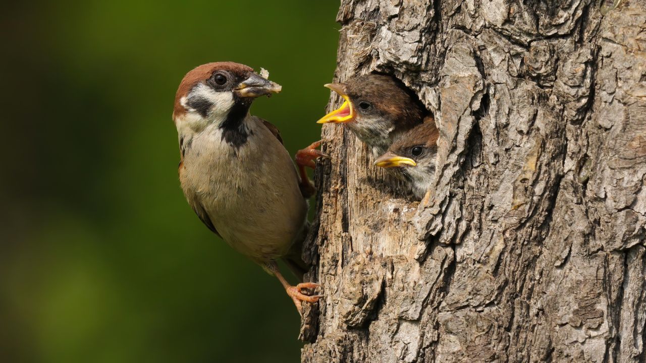 Platz 2: Der Feldsperling - oder Feldspatz genannt. Süßeste Liebeserklärung: Dieser Piepmatz verbringt am liebsten das ganze Leben mit demselben Partner.