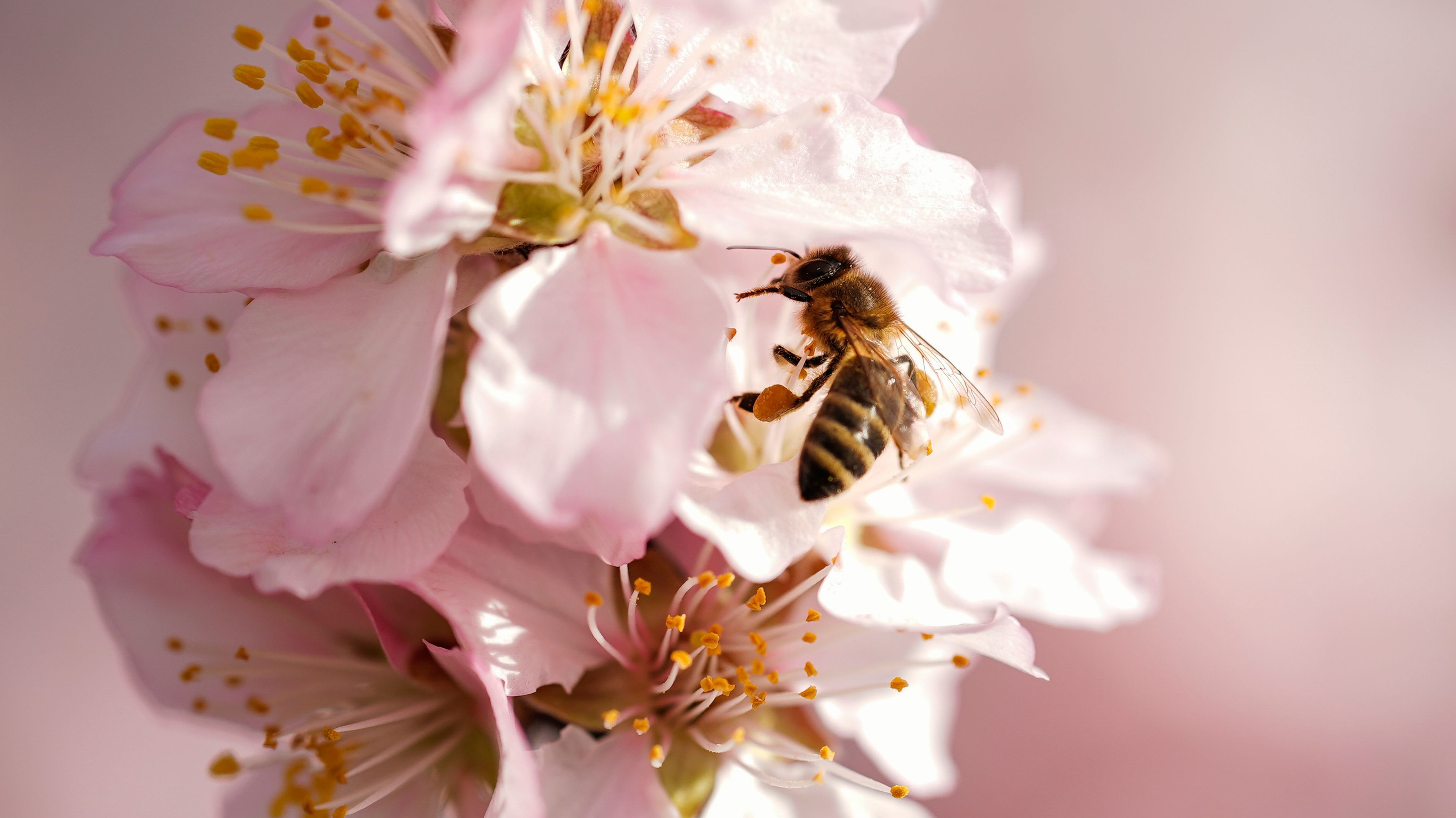 Tipps zur Bienenfreundlichkeit: So gestalten Sie Ihr Beet, Garten und Balkon