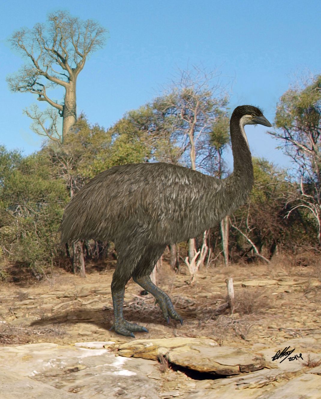 Etwa so wie in dieser Rekonstruktion sah der riesige Elefantenvogel aus. Die Vorfahr:innen der heutigen Bewohner:innen Madagascars lebten viele Jahrtausende zeitgleich mit den Giganten.