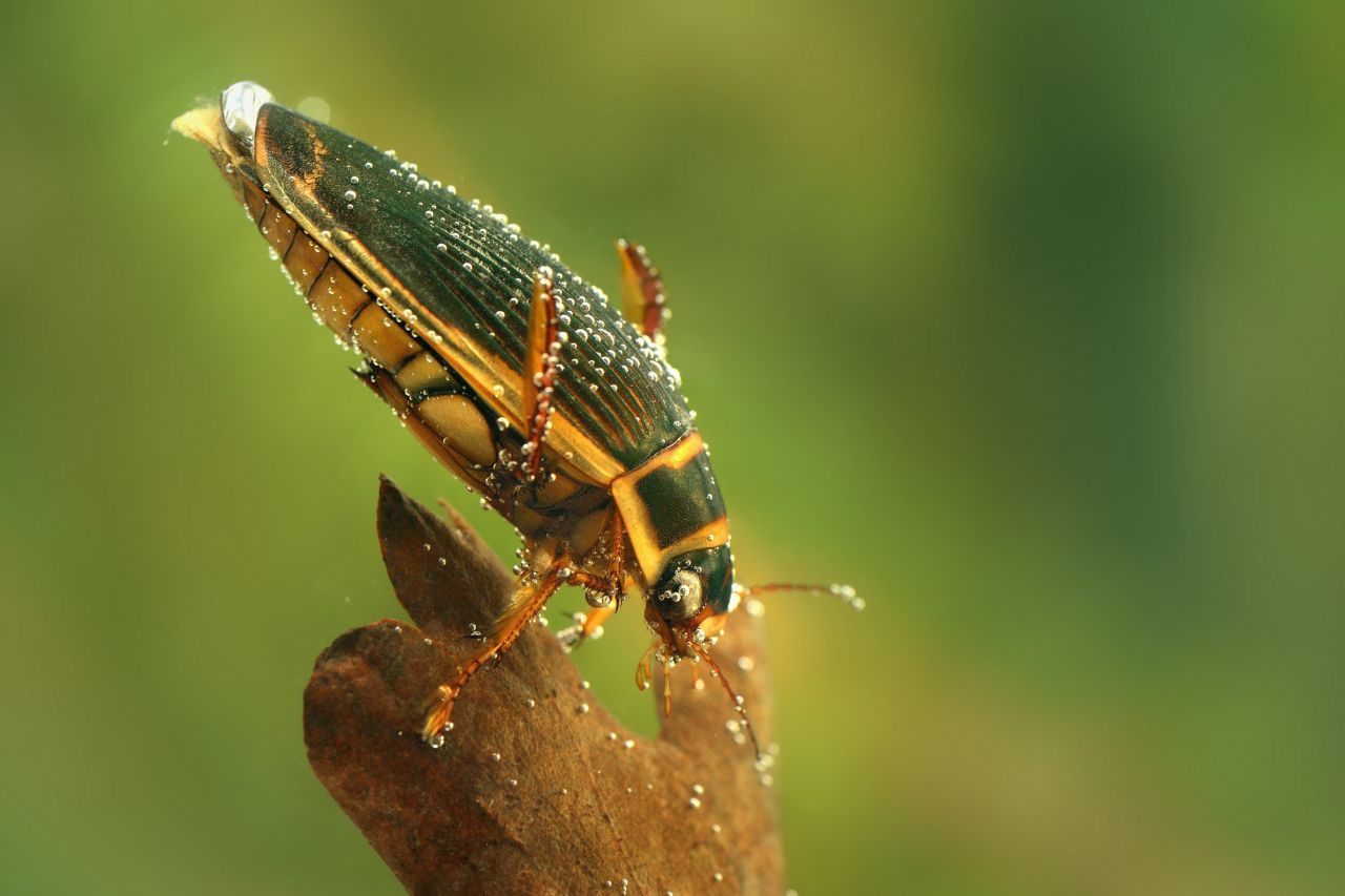 Guck mal, wer da taucht ... Der Gelbrandkäfer gehört zur Familie der Schwimmkäfer und dreht in stehenden Gewässern seine Runden. Die Borsten an den Hinterbeinen dienen dabei als Paddel. Als Fleischfresser ernährt er sich hauptsächlich von Kaulquappen, Fischbrut und Insekten-Larven. Kleine Arten tummeln sich oft wochenlang unter Wasser, größere Vertreter müssen häufiger auftauchen, um Luft zu schnappen. Ihren Sauerstoff-Vorrat