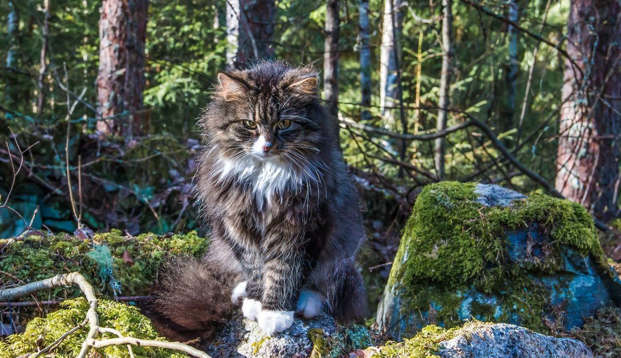 Wie der Name bereits sagt, kam die Norwegische Waldkatze aus Norwegen zu uns. In altnordischen Mythologien wurden bereits Waldkatzen erwähnt und als koboldartig beschrieben. Der genaue Ursprung der heutigen Norwegischen Waldkatze ist jedoch noch unklar. Sie gehört aber auf alle Fälle zu den größten Katzen. Aufgrund ihrer lieben Art wird sie auch "Sanfter Riese" genannt.