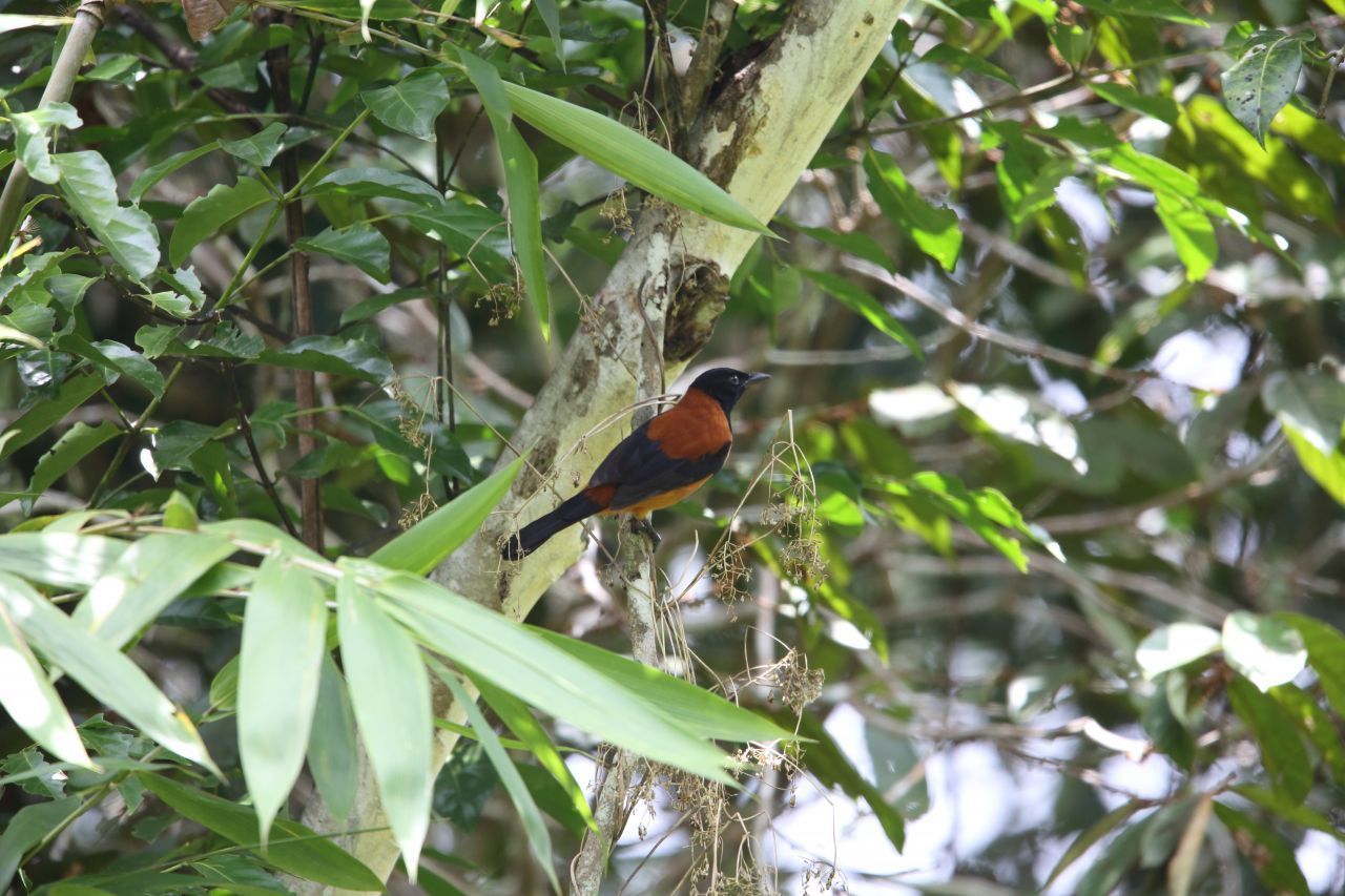 Ja, auch Vögel können giftig sein - zumindest er hier: Der Zweifarben-Pitohui produziert das Gift aber nicht selbst, sondern "klaut" es von den giftigen Insekten, die er frisst. Ihn selbst frisst in seiner Heimat Neuguinea dafür niemand: Er schmeckt bitter und brennt wie Chili - ebenso wie sein Schnabelhieb.