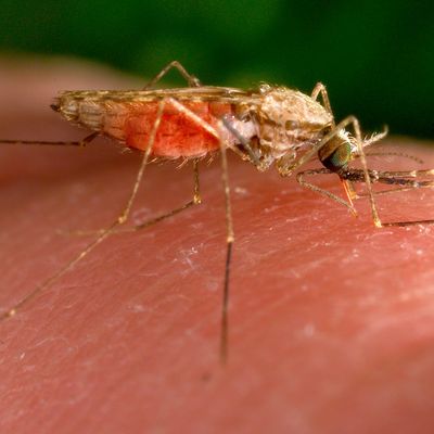 Anopheles-gambiae-Mücke