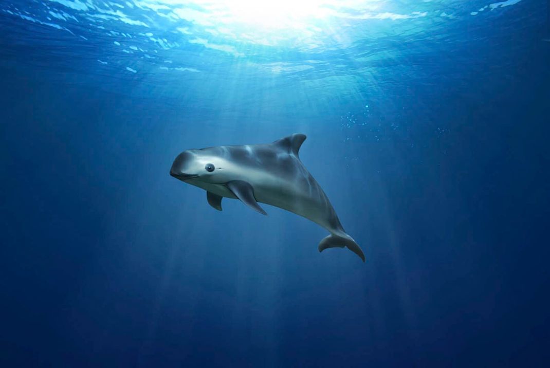 Ein Kalifornischer Schweinswal schwimmt im Meer. Der Vaquita gehört zu den bedrohtesten Tierarten der Welt.