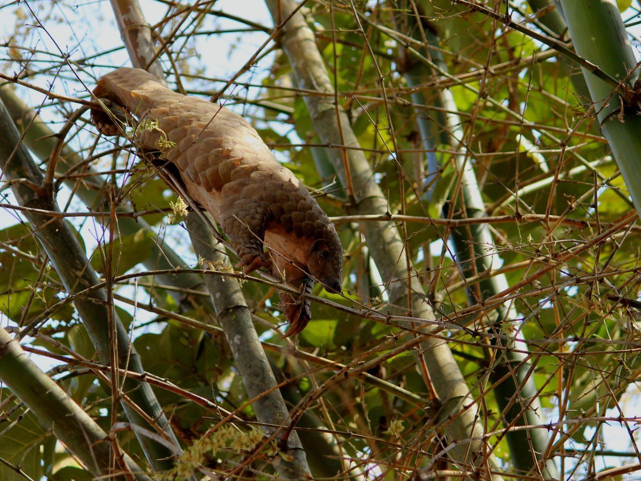 Nach etwa fünf Monaten geht der kleine Pangolin schon auf eigene Wege.