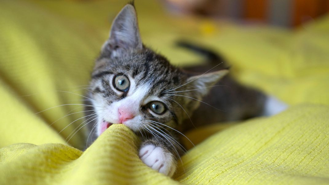 In Frankreich hat ein junger Mann mindestens 20 Katzen umgebracht. (Symbolbild)