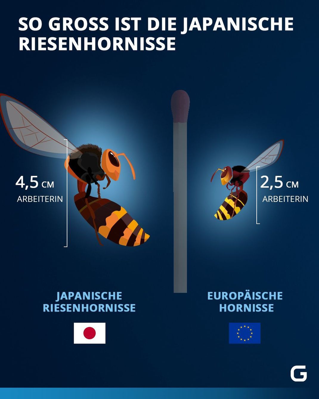 Größe der japanischen Riesenhornisse im Vergleich zur europäischen Hornisse.