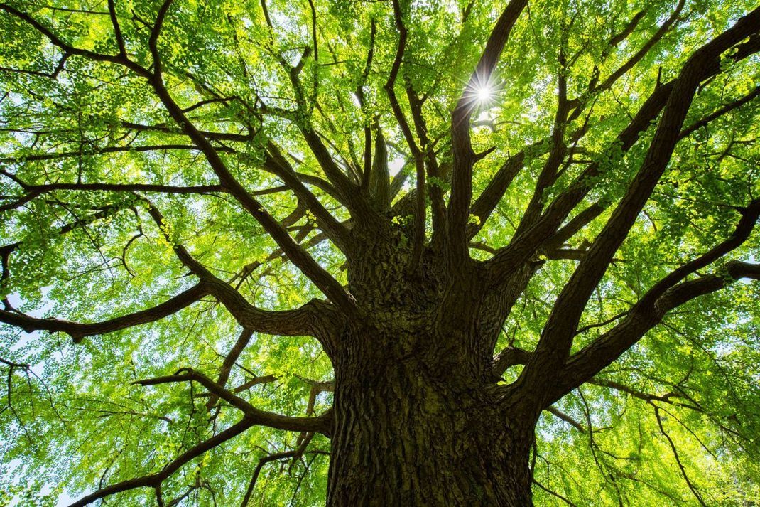 Ginkgo-Bäume sind zäh. Bereits Charles Darwin bezeichnete sie als lebende Fossile.