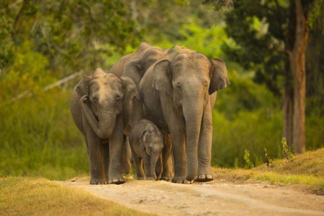 Asiatische Elefanten sind, wie der Name schon sagt, im asiatischen Raum verbreitet.