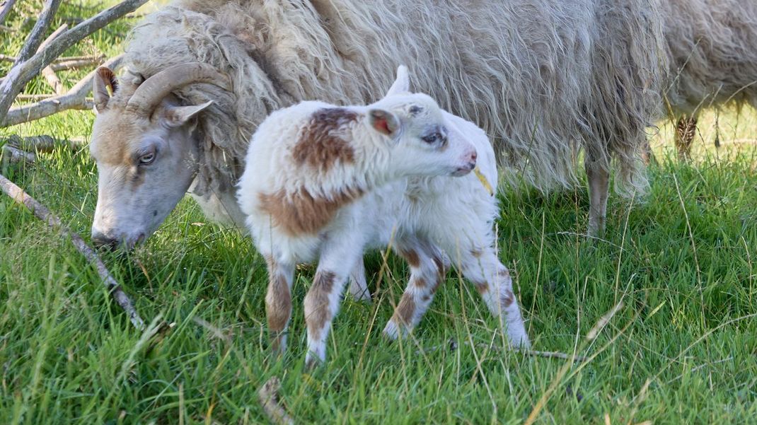 Schaf-Mama "Selma" (links) und das Junge "Flumo".