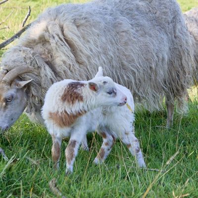 Schaf und Ziege zeugen mutmaßlich "Schiege"