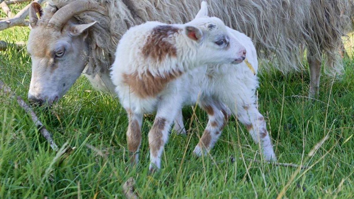 Schaf und Ziege zeugen mutmaßlich "Schiege"