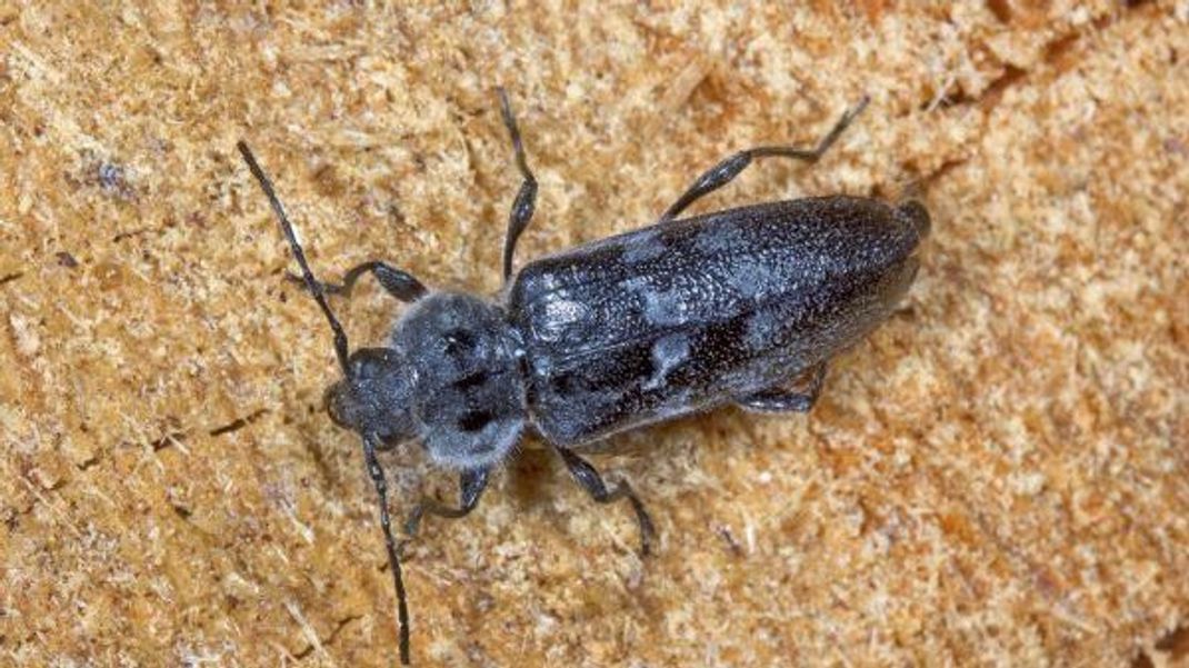 Der Große Holzwurm oder Hausbock ist größer als der Gemeine Nagekäfer