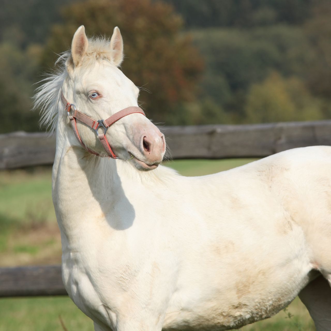 Albino-Pferd: "Cremellos" sind keine vollständigen Albinos und haben blaue Augen.