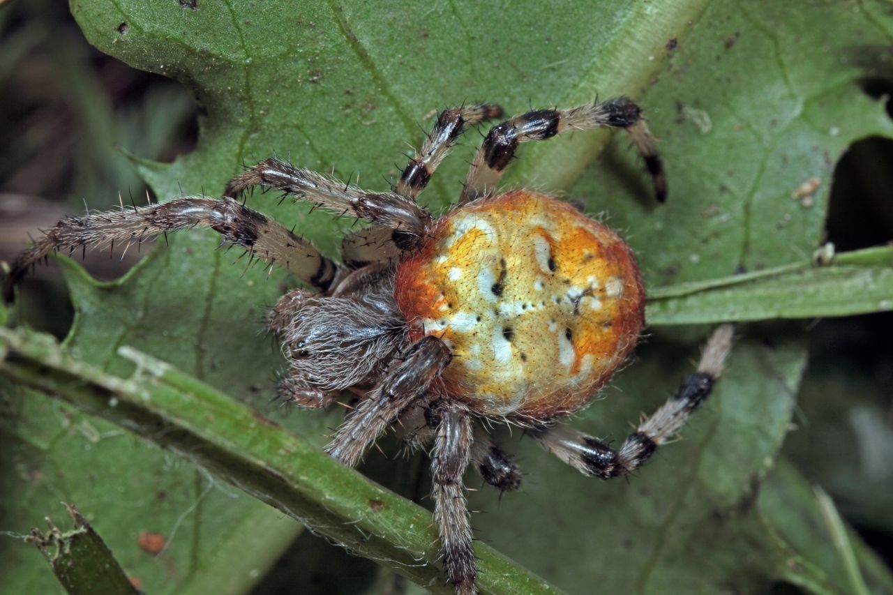 Die Vierfleck-Kreuzspinne heißt auch Orange Kreuzspinne. Sie besitzt ein Kreuz aus vier Flecken und misst zehn bis 18 Millimeter.