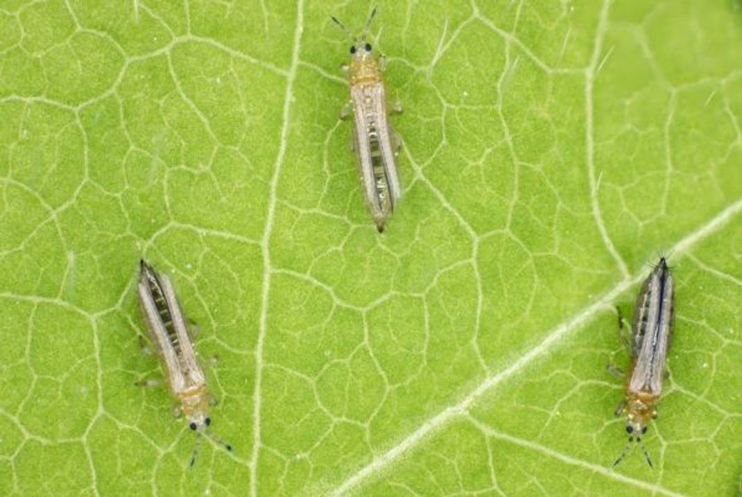 Wetter-Phropheten: Wenn Gewittertierchen an schwül-heißen Sommertagen massenhaft in Bodennähe auftauchen, drohen Regen, Blitz und Donner.