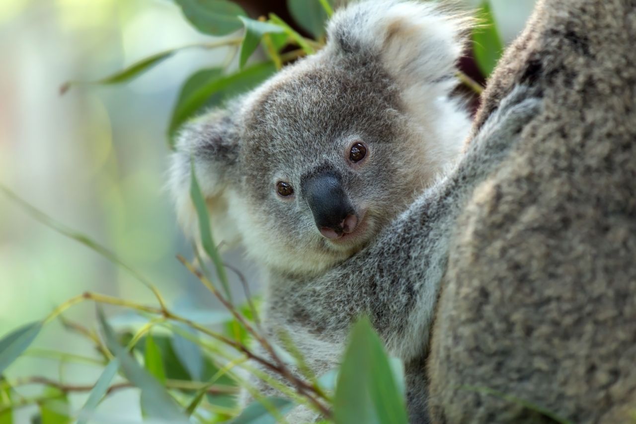 Man fragt sich: Warum sind Koalas so langsam? Doch wenn's sein muss, schalten sie den Turbo ein: Auf der Flucht vor Feinden wurden die Tiere am Boden schon mit bis zu 32 km/h 'geblitzt'. Plus: Sie springen bis zu 2 Meter hoch.