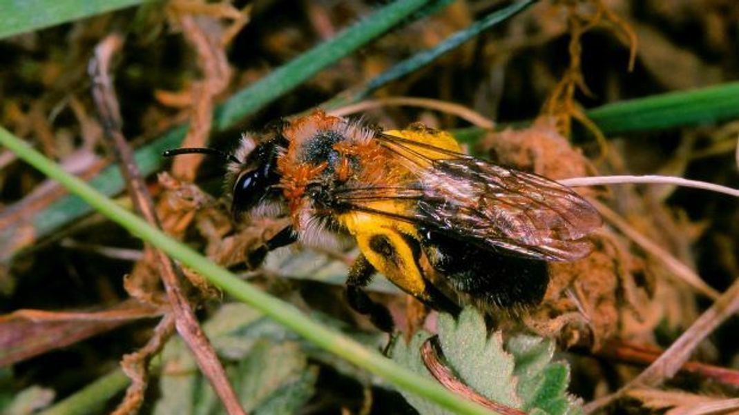 Ölkäfer-Lufttaxi: Die rotbraunen Larven des Ölkäfers haben sich im Pelz im Nacken einer Wildbiene festgekrallt und warten auf ihren Transport in den Bienenstock. Andere Arten halten sich an Härchen der Bienen fest oder bohren sich in die dünne Haut zwischen den Hinterleibssegmenten der Bienen.