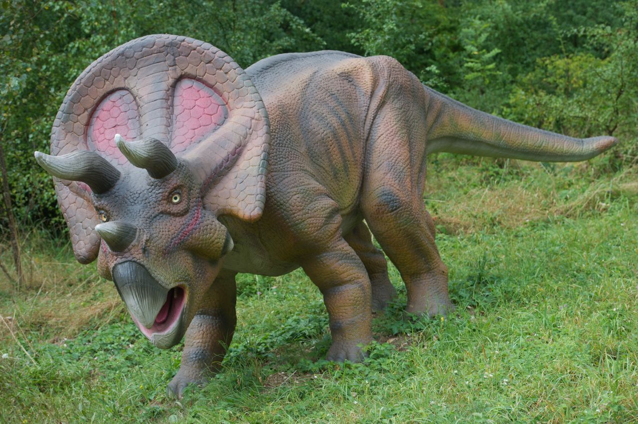 Der Torosaurus war ein Dino mit riesigem Kopf. Dieses Modell steht im Dinosaurierland Rügen.
