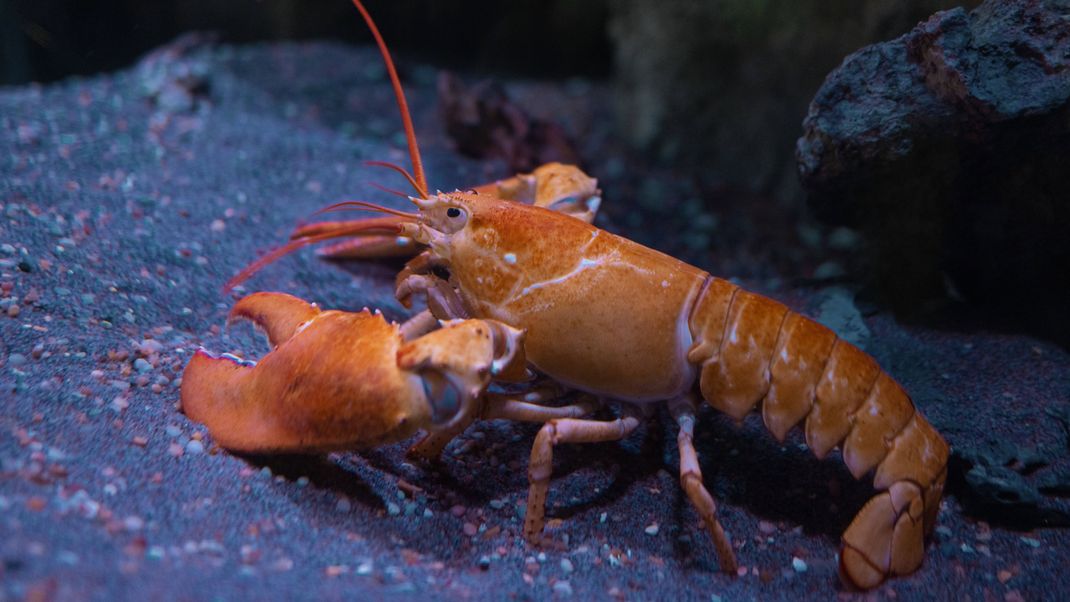 Ein amerikanischer Hummer, Homarus americanus,