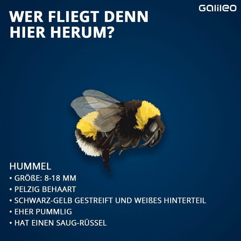 Steckbrief Hummel