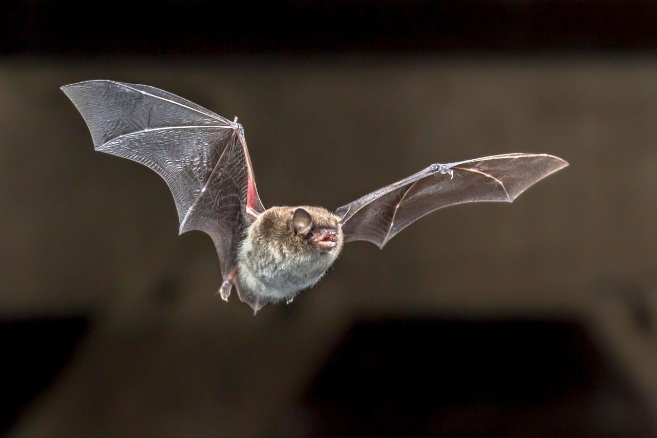 Die Wasserfledermaus hat Ohren, die an Mäuse erinnern. Sie fliegt häufig über Teichen und Gewässern, um Wasser-Insekten zu fangen.