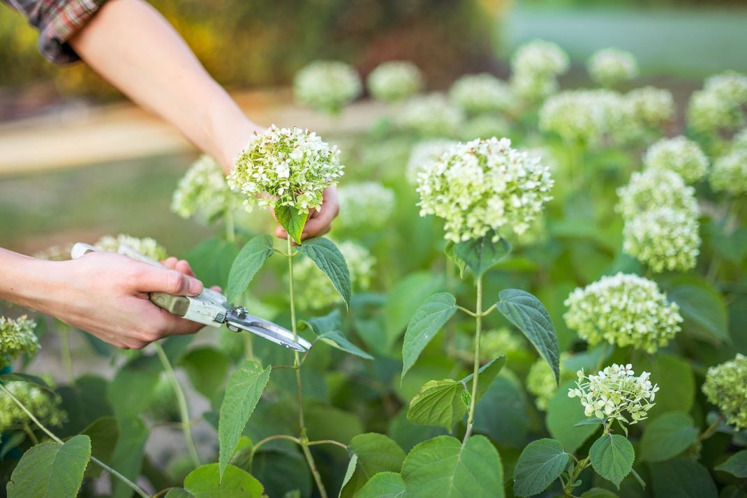 Bei den meisten Hortensien muss im Frühjahr nur die Blüte des Vorjahres gekappt werden – die Knospen entwickeln sich häufig schon im Herbst.