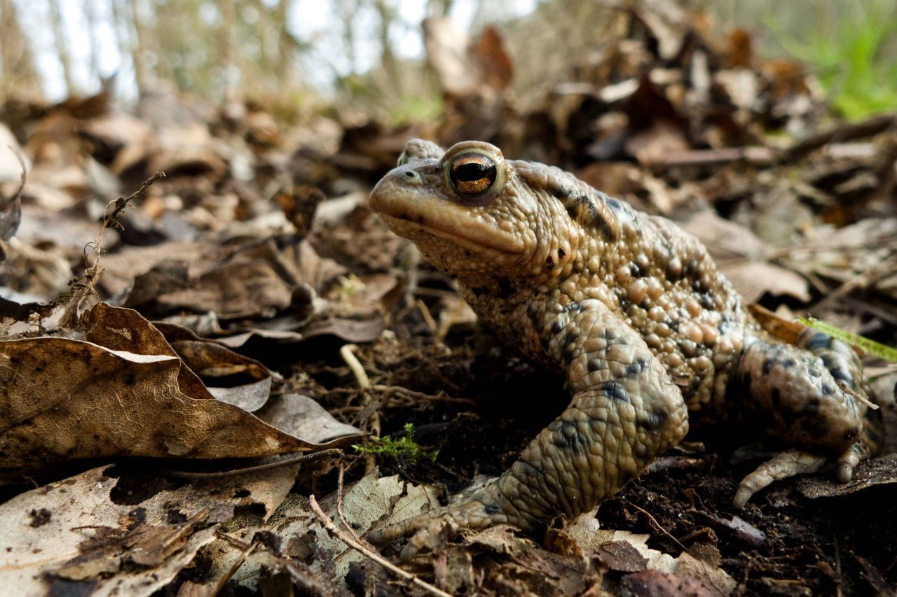 Amphibien: Sie verfallen in eine Winterstarre. Mit sinkenden Temperaturen sinken auch ihre Lebensfunktionen. Fallen die Temperaturen zu stark, erfrieren sie. Deshalb sind frostfreie Schutzplätze an Land für die meisten Frösche, Kröten, Molche oder Salamander ideale Winterquartiere. 