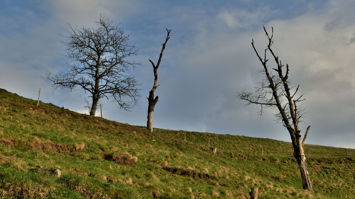 Abgestorbene Bäume auf einem Hügel im Schwarzwald