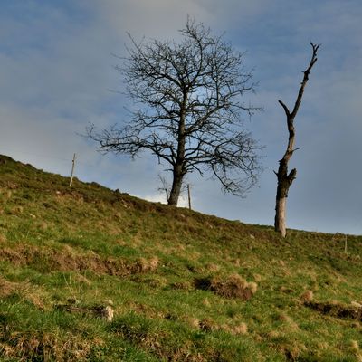 Abgestorbene Bäume auf einem Hügel im Schwarzwald