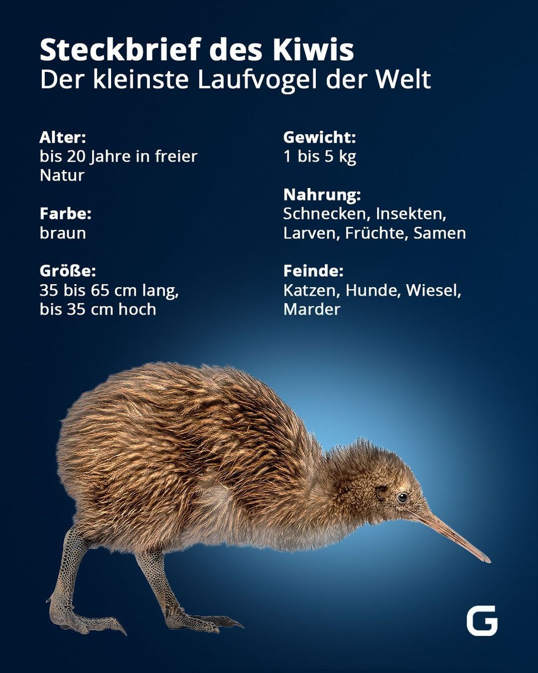 Eckdaten zum Kiwi, dem kleinsten Laufvogel der Welt