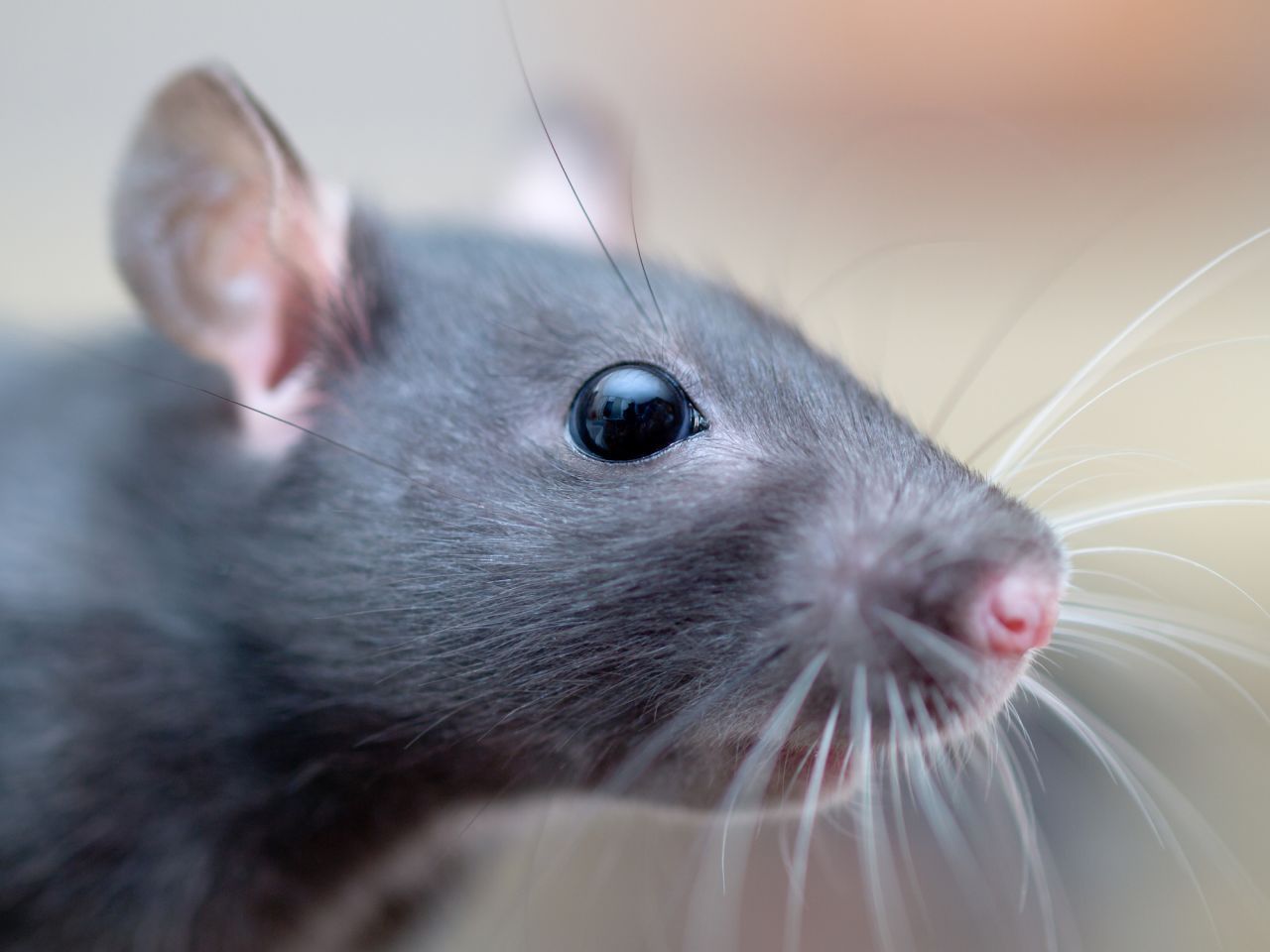 Ratten sind mit circa 5 Wochen geschlechtsreif. Es gibt auch Arten, bei denen das Gewicht den Startschuss zur Fortpflanzung gibt.