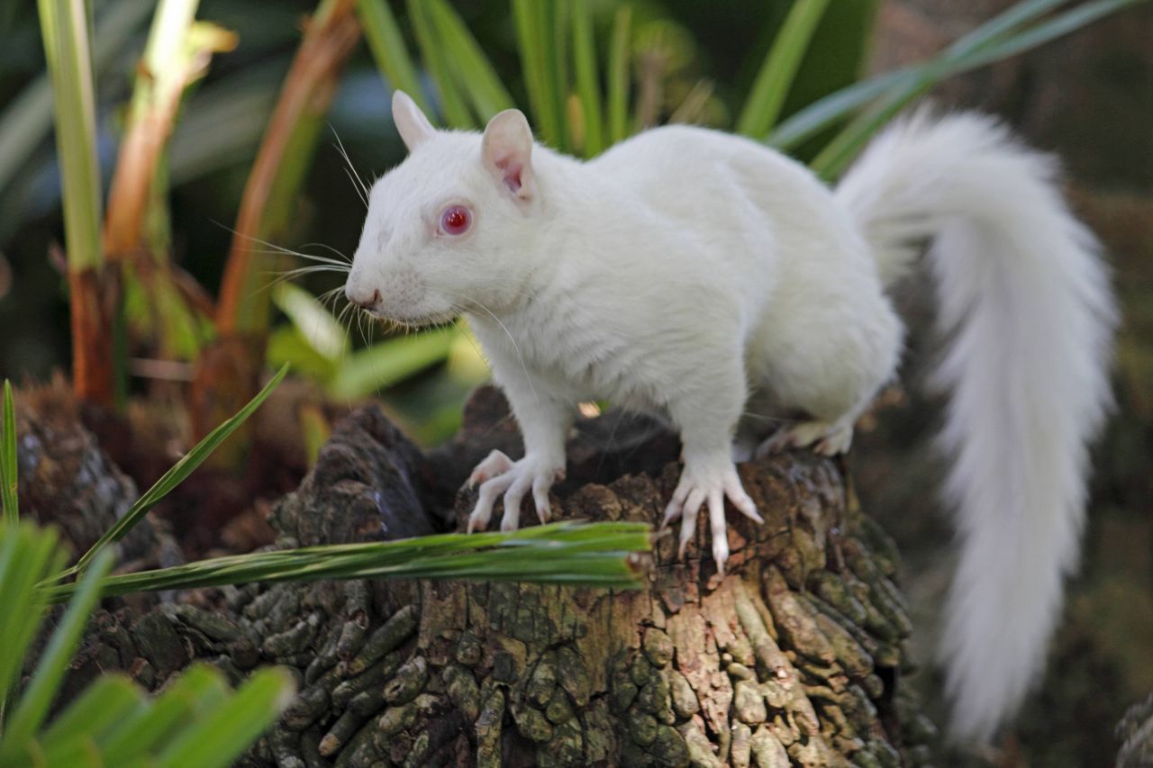 Dieses Albino-Eichhörnchen ist in Südafrika beheimatet.