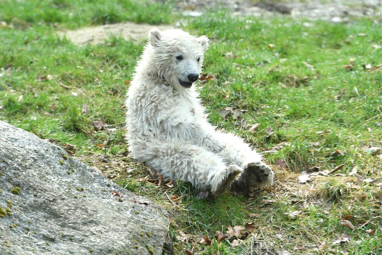 Und? Merkst du, wie du konzentrierter wirst? Bedanke dich bei Eisbärenbaby Quintana aus dem Münchner Tierpark Hellabrunn.