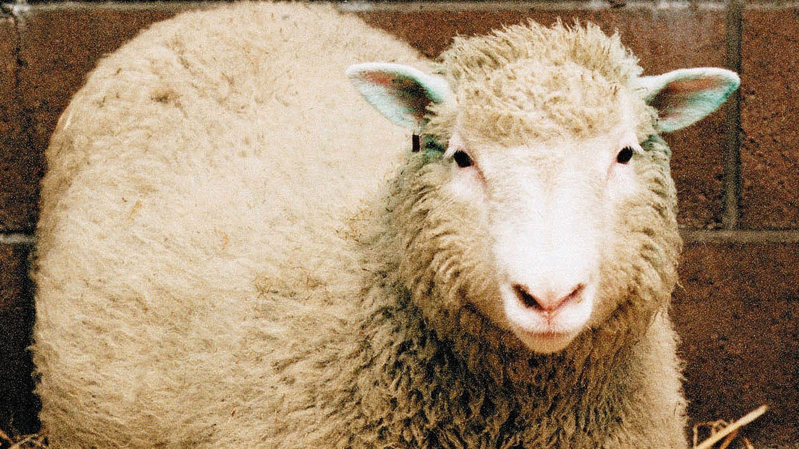 
                <strong>Dolly das geklonte Schaft wird geboren</strong><br>
                Das Schaf Dolly wird geboren. Es ist das erste geklonte Säugetier der Welt.
              