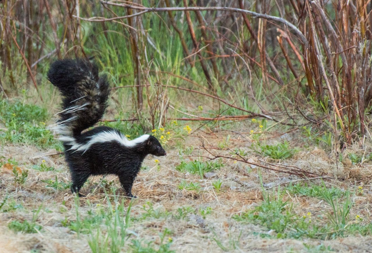 Stinktiere sind Einzelgänger, auch die Streifenskunks. Diese Art ist etwa so groß wie eine Hauskatze.