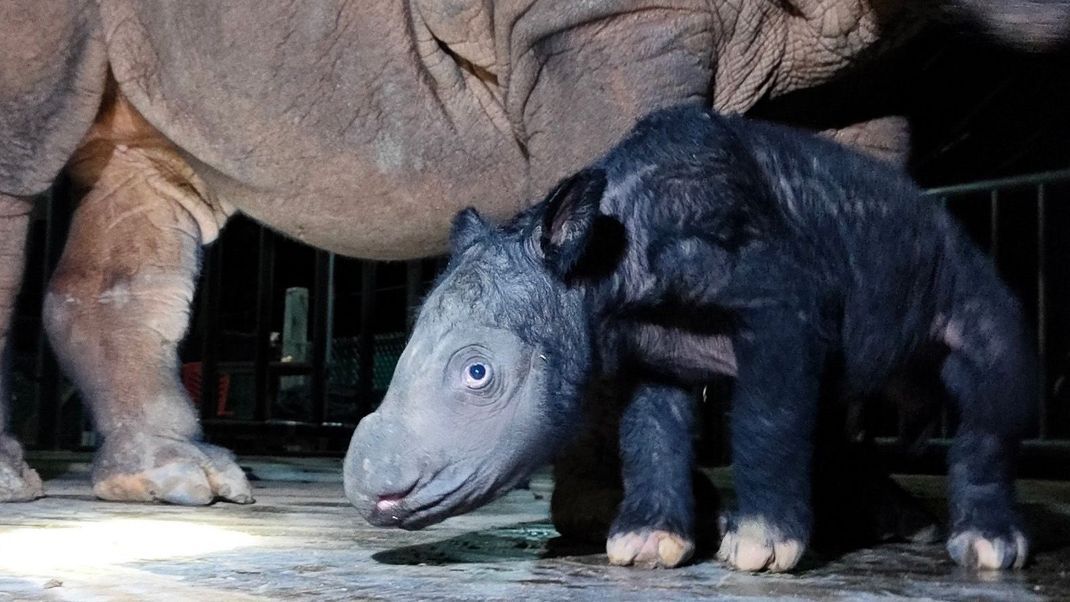 In Indonesien ist ein extrem seltenes Sumatra-Nashorn geboren worden. 