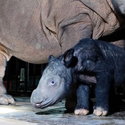 Ein noch namenloses männliches Sumatra-Nashorn-Kalb steht neben seiner Mutter Delilah im indonesischen Nationalpark Way Kambas im Osten der Insel Sumatra.