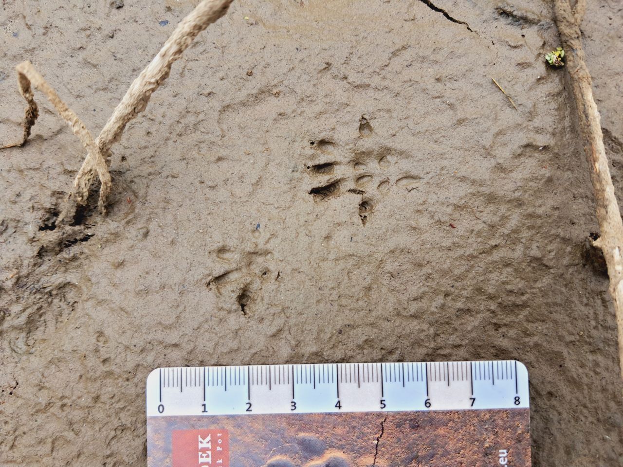 Spuren auf schlammigem Boden bleiben lange erhalten. Diese Abdrücke stammen von einer Wanderratte.  