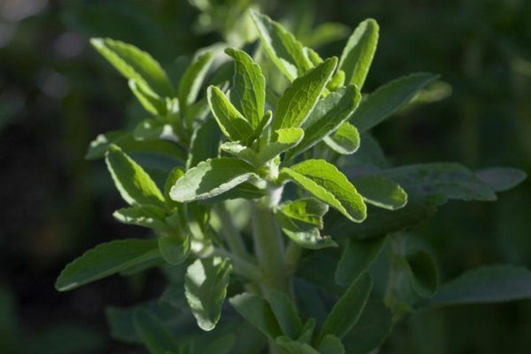 So wächst die Stevia-Pflanze.