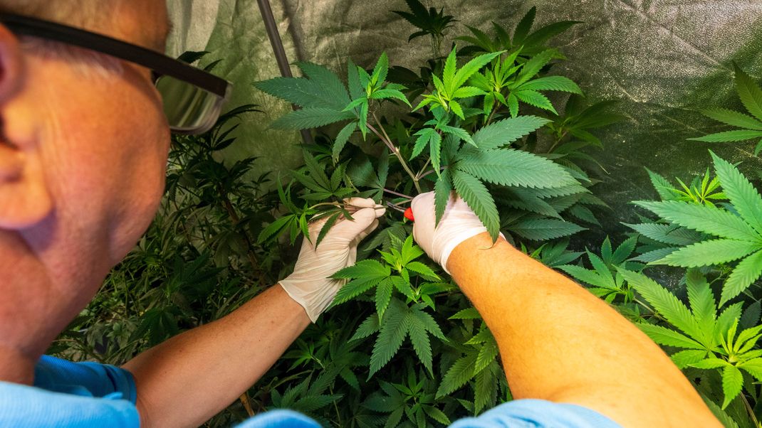 Der Vorsitzende des Chillout-Clubs, Wenzel Cerveny, steht in einem speziell beleuchteten Zelt mit Cannabis-Pflanzen und scheidet neue Setzlinge für die Zucht von Mutterpflanzen. 