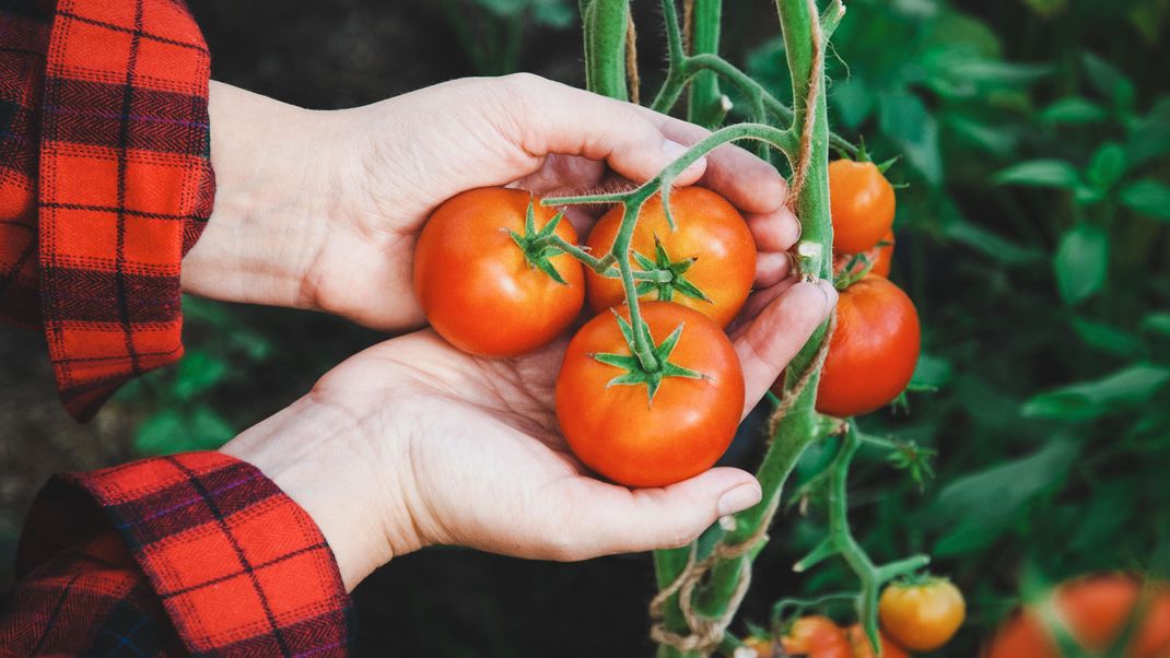 Bio-Lebensmittel haben den Ruf besonders gesund zu sein. Stimmt das?