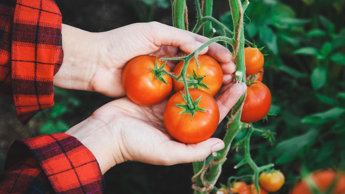 Tomaten Bio